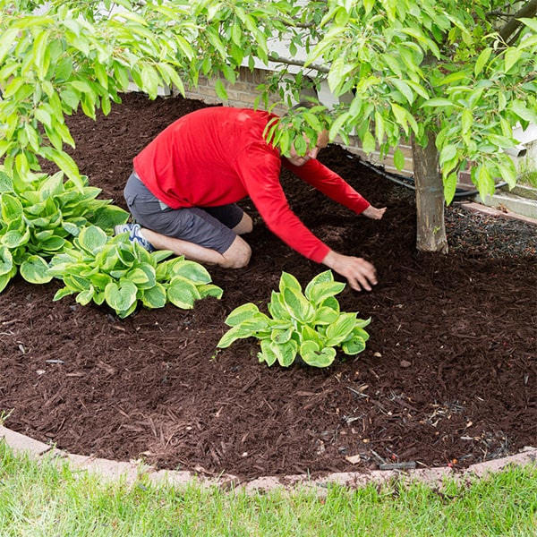 mulch installation is not a significant attractant for pests or rodents when properly installed and maintained